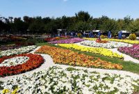  ۹۰ هزار گل داوودی و ۱۵۰ هزار کلم زینتی در اصفهان کاشته شد